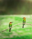 A beautiful closeup shot of pair of Chestnut-headed bee-eater sitting on a branch.