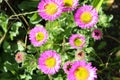 A Beautiful Closeup Shot Of Pink And Yellow Flowers In Full Bloom Taken On A Warm And Sunny Morning