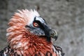 Beautiful closeup shot of a red bearded vulture face
