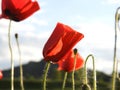 Beautiful closeup shot of red poppies in a field Royalty Free Stock Photo