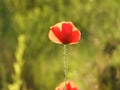 Beautiful closeup shot of red poppies in a field Royalty Free Stock Photo