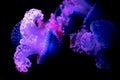 Beautiful closeup shot of spotted purple jellyfish in dark water Royalty Free Stock Photo