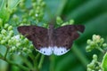 Beautiful closeup shot of the Tagiades gana butterfly sitting on green leaf in park.