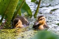 Beautiful closeup shot of two striped baby ducks in  a pond Royalty Free Stock Photo