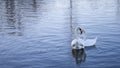 Beautiful closeup shot of two white swans swimming in blue lake reflecting sunshine, concept of love Royalty Free Stock Photo