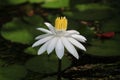 Beautiful closeup shot of white Florida water lily flower  growing with large green leaves in pond Royalty Free Stock Photo