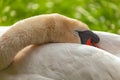 Beautiful closeup of a sleeping swan Cygnus olor