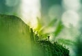 Beautiful closeup of small lichen growing on the forest froor in spring. Natural scenery with shallow depth of field.