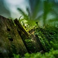 Beautiful closeup of small lichen growing on the forest froor in spring. Natural scenery with shallow depth of field.