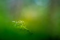 Beautiful closeup of small lichen growing on the forest froor in spring. Natural scenery with shallow depth of field.