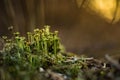 Beautiful closeup of small lichen growing on the forest froor in spring. Natural scenery with shallow depth of field.