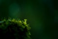 Beautiful closeup of small lichen growing on the forest froor in spring. Natural scenery with shallow depth of field.