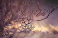 Beautiful closeup of small lichen growing on the forest froor in spring. Natural scenery with shallow depth of field.