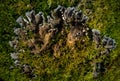 Beautiful closeup of small lichen growing on the forest froor in spring. Natural scenery with shallow depth of field.