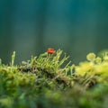 Beautiful closeup of small lichen growing on the forest froor in spring. Natural scenery with shallow depth of field.