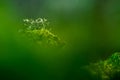 Beautiful closeup of small lichen growing on the forest froor in spring. Natural scenery with shallow depth of field.