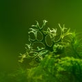 Beautiful closeup of small lichen growing on the forest froor in spring. Natural scenery with shallow depth of field.