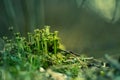 Beautiful closeup of small lichen growing on the forest froor in spring. Natural scenery with shallow depth of field.