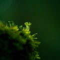 Beautiful closeup of small lichen growing on the forest froor in spring. Natural scenery with shallow depth of field.