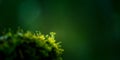 Beautiful closeup of small lichen growing on the forest froor in spring. Natural scenery with shallow depth of field.