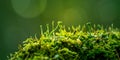 Beautiful closeup of small lichen growing on the forest froor in spring. Natural scenery with shallow depth of field.