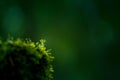 Beautiful closeup of small lichen growing on the forest froor in spring. Natural scenery with shallow depth of field.