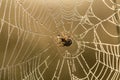 A beautiful closeup of a spider web in marsh. Web with water droplets in morning light. Royalty Free Stock Photo