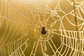 A beautiful closeup of a spider web in marsh. Web with water droplets in morning light. Royalty Free Stock Photo