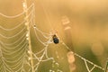 A beautiful closeup of a spider web in marsh. Web with water droplets in morning light. Royalty Free Stock Photo