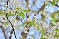 beautiful closeup spring blossoming tree Royalty Free Stock Photo
