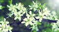 Beautiful closeup spring blossoming tree