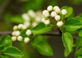 Beautiful closeup spring blossoming tree