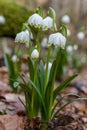 Beautiful closeup of spring snowflakes Leucojum vernum