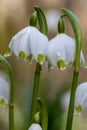 Beautiful closeup of spring snowflakes Leucojum vernum