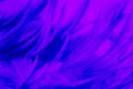 Beautiful closeup textures abstract colorful dark black and purple feathers and darkness blue pattern feather wallpaper and backgr Royalty Free Stock Photo