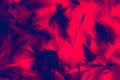 Beautiful closeup textures abstract colorful dark black red and pink feathers and darkness pattern feather wall and background and