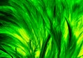 Beautiful closeup textures abstract colorful dark black yellow and green feathers and darkness pattern feather wall and background Royalty Free Stock Photo