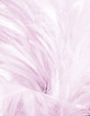 Beautiful closeup textures abstract colorful gray pink and white feathers and light gray pattern feather wallpaper and background Royalty Free Stock Photo