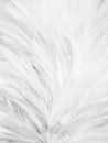 Beautiful closeup textures abstract colorful gray pink and white feathers and light gray pattern feather wallpaper and background Royalty Free Stock Photo