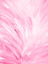 Beautiful closeup textures abstract colorful gray pink and white feathers and light gray pattern feather wallpaper and background Royalty Free Stock Photo