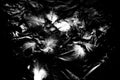 Beautiful closeup textures abstract the falling feathers black and white color isolated wall background and pattern