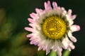 Beautiful closeup top view of small single low growing chamomile Mayweed flower with pink colored petals