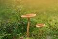 Beautiful closeup two mushrooms growing on green moss and forest background. Royalty Free Stock Photo