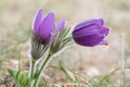 Beautiful closeup of two pasque flower - anemone pulsatilla - with a nice blurred background