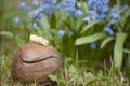 Beautiful closeup of unique handmade pot and Siberian Squill on background Royalty Free Stock Photo