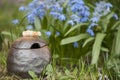 Beautiful closeup of unique handmade pot with wooden detail and Siberian Squill on background Royalty Free Stock Photo