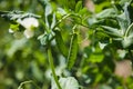 Beautiful closeup of unripe sugar pea pod with blossom in sunlight Royalty Free Stock Photo