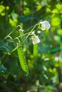 Beautiful closeup of unripe sugar pea pod with blossom in sunlight Royalty Free Stock Photo