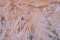 Closeup view of beige pampas grass Cortaderia selloana fibers with snowflakes, Dublin, Ireland