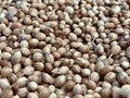 Dry coriander seeds